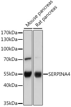 SERPINA4 Antibody