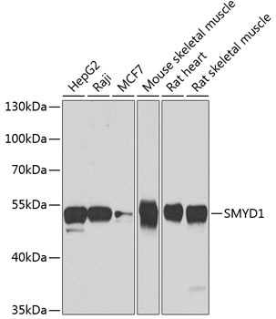 SMYD1 Antibody
