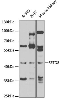 SETD8 Antibody