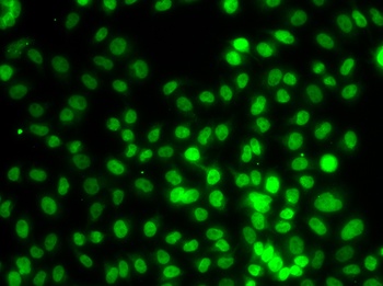 SETD8 Antibody