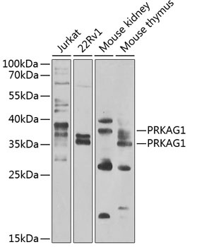 PRKAG1 Antibody