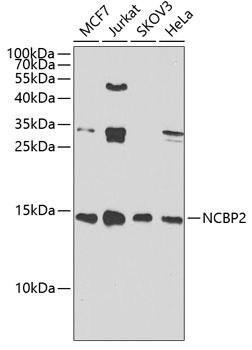 NCBP2 Antibody