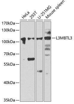 L3MBTL3 Antibody