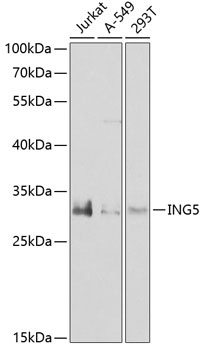 ING5 Antibody