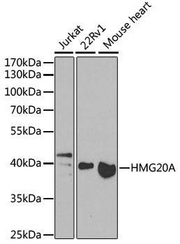 HMG20A Antibody