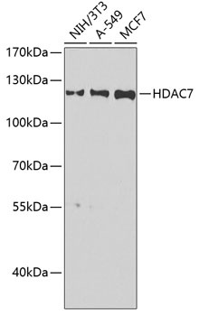 HDAC7 Antibody
