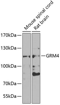 GRM4 Antibody
