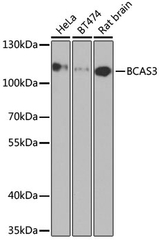 BCAS3 Antibody