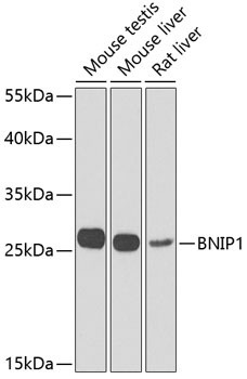 BNIP1 Antibody