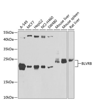 BLVRB Antibody
