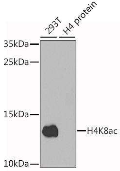 H4K8ac Antibody
