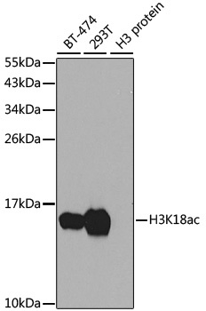 H3K18ac Antibody