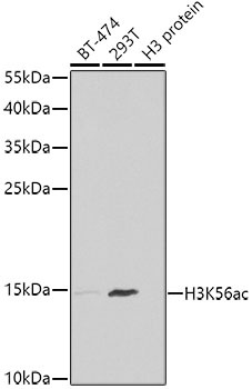 H3K56ac Antibody