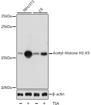 Acetyl-Histone H3-K9 pAb