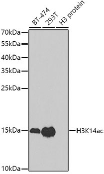 H3K14ac Antibody