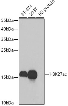 H3K27ac Antibody