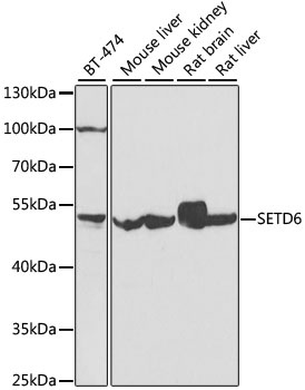 SETD6 Antibody