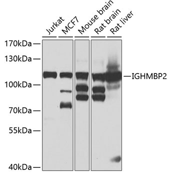 IGHMBP2 Antibody