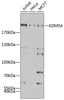 KDM5A Antibody