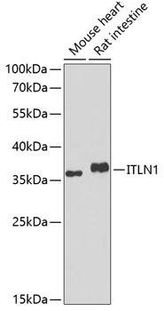 ITLN1 Antibody