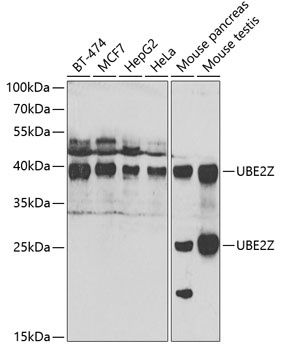 UBE2Z Antibody