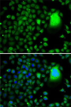 TAF5 Antibody