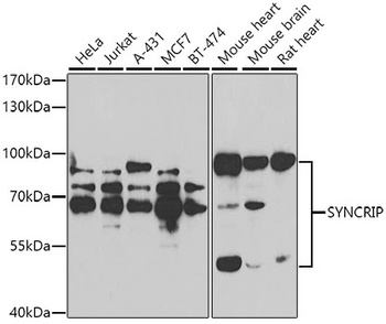 SYNCRIP Antibody