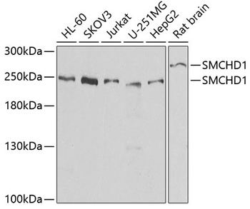 SMCHD1 Antibody