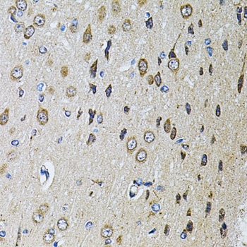PTPRE Antibody