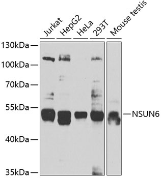 NSUN6 Antibody