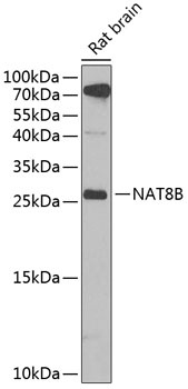 NAT8B Antibody