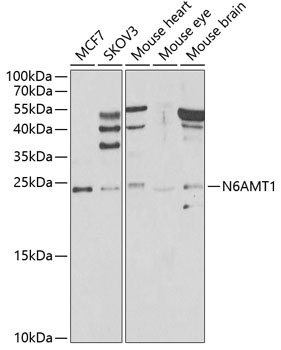 N6AMT1 Antibody