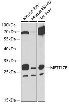 METTL7B Antibody