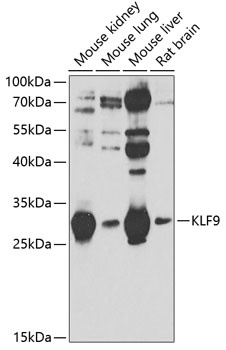 KLF9 Antibody