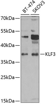 KLF3 Antibody