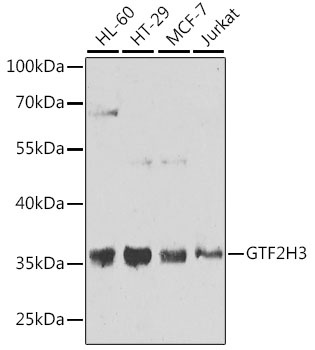 GTF2H3 Antibody