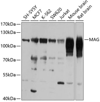 MAG Antibody