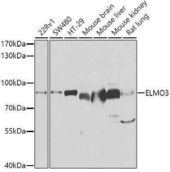 ELMO3 Antibody
