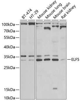 ELF5 Antibody