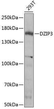 DZIP3 Antibody
