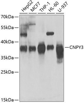 CNPY3 Antibody
