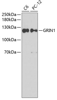 GRIN1 Antibody