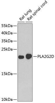 PLA2G2D Antibody