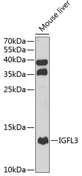 IGFL3 Antibody