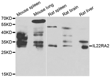 IL22RA2 Antibody