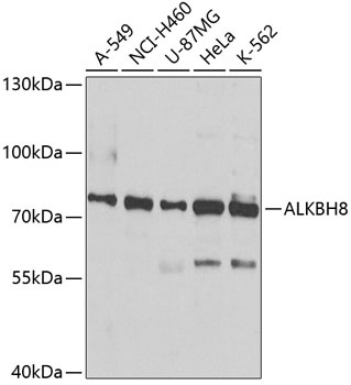 ALKBH8 Antibody