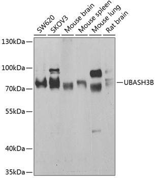 UBASH3B Antibody