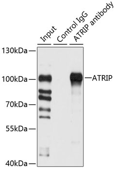 ATRIP Antibody