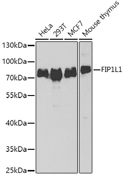 FIP1L1 Antibody