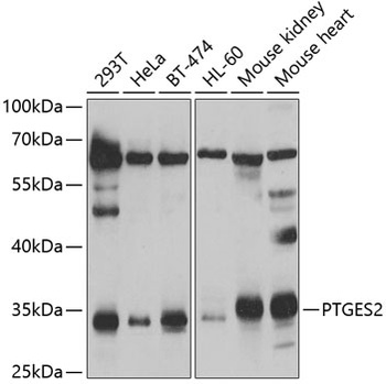 PTGES2 Antibody